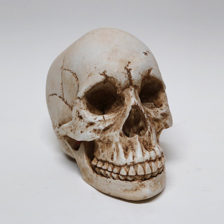 Wholesale White Skull Statue Resin Skull Head Sculpture Halloween Decoration Ornaments Craft Gifts